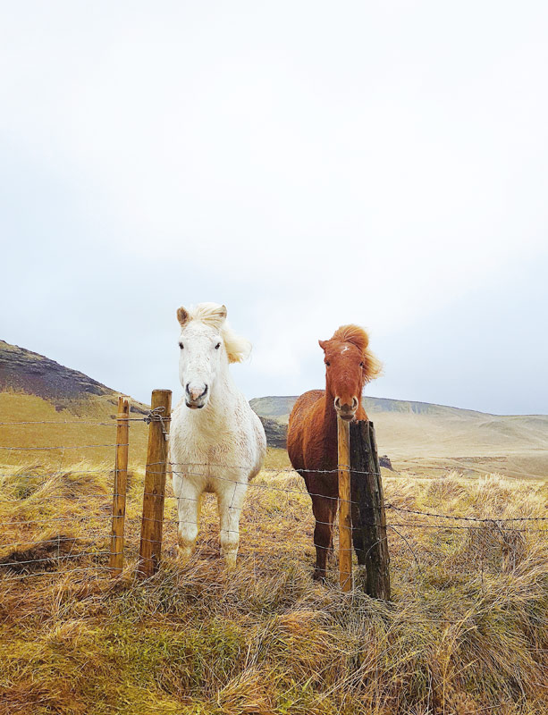 hk_c_Icelandic-Horse.jpg