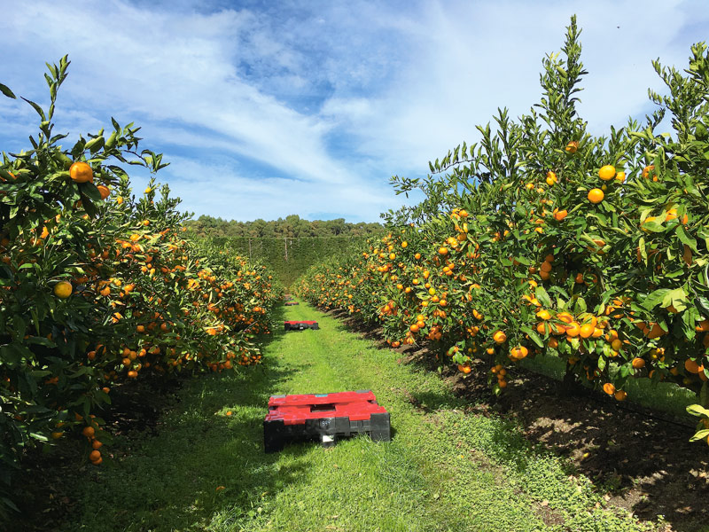 必须要将果实累累的橘子树上每一颗果实摘下.
