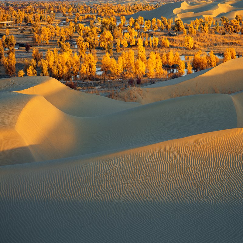 hk_c_沙漠 胡楊 攝影李學亮.jpg