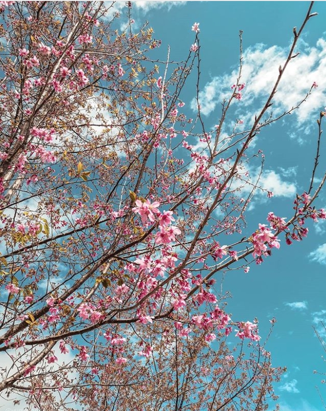 hk_c_1583744061416054680.jpg hk_c_cats-crop.jpg