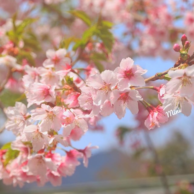 hk_c_1583812252386017107.jpg hk_c_cats.jpg