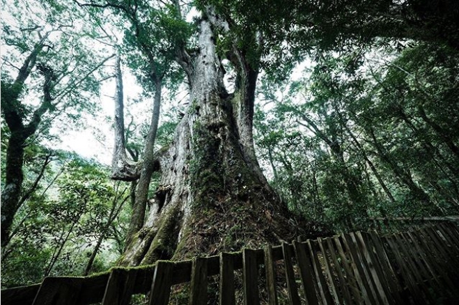 hk_c_1583821515316038191.jpg hk_c_cats.jpg