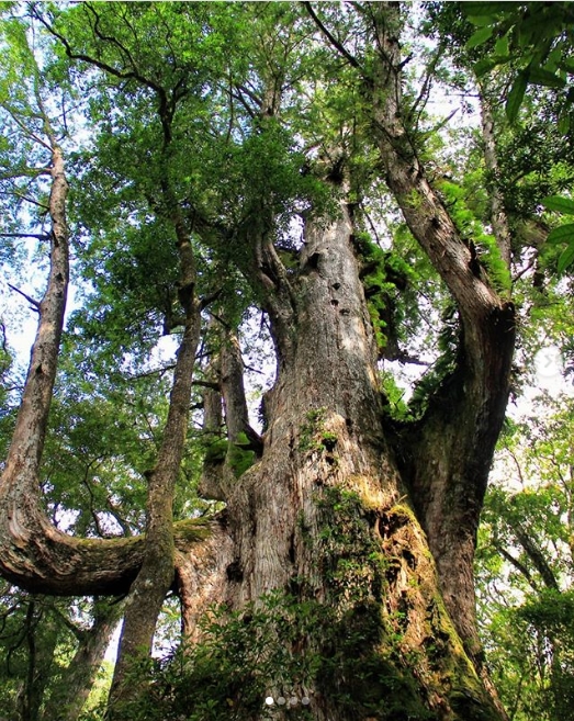 hk_c_1583821648399018864.jpg hk_c_cats.jpg