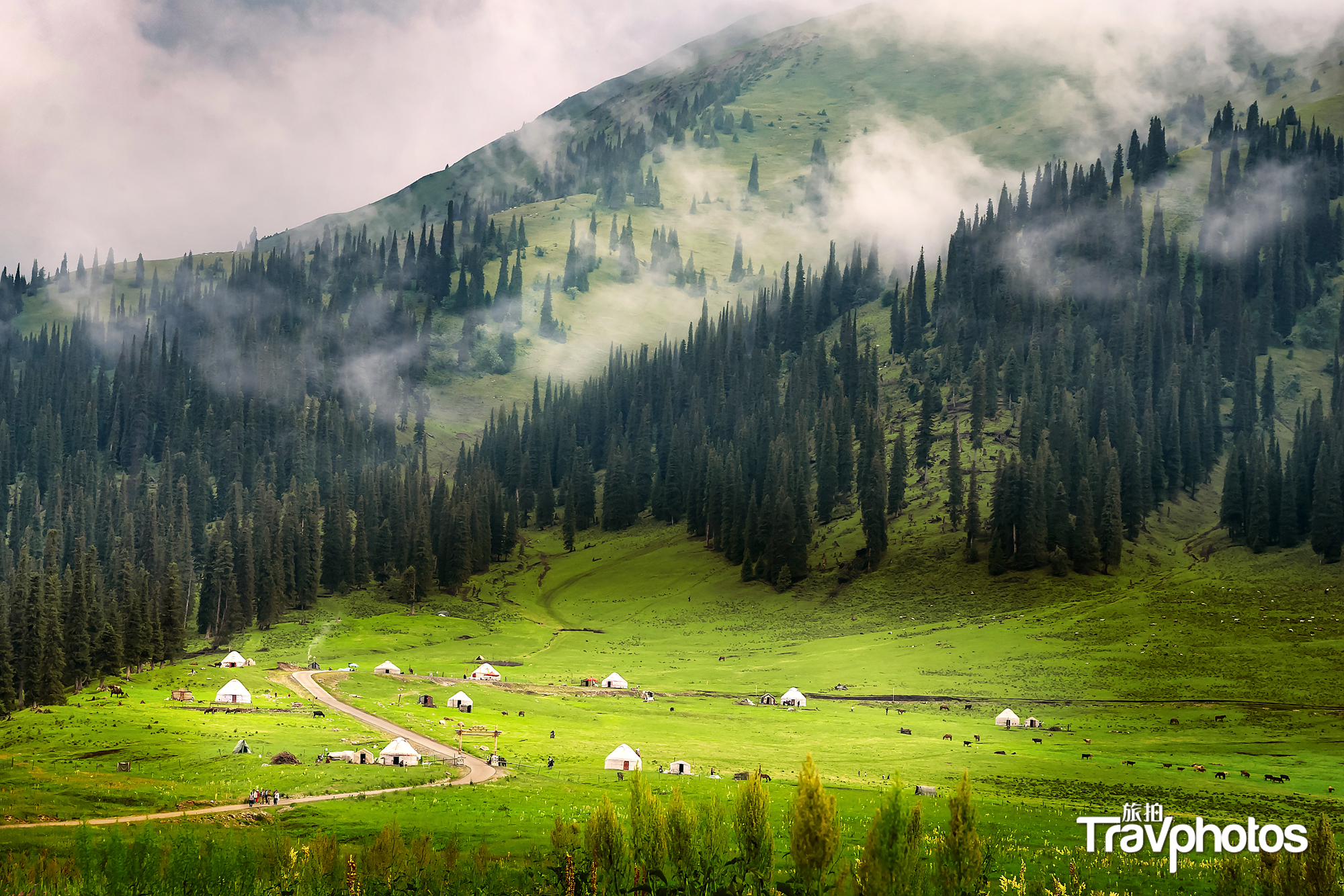hk_c_【“太陽”草原那拉提】 作者：海石花 coral（張建中）.png