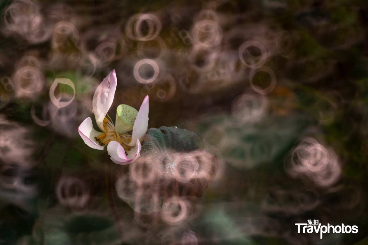 hk_c_【浮生若夢】 作者：郭冀華.png