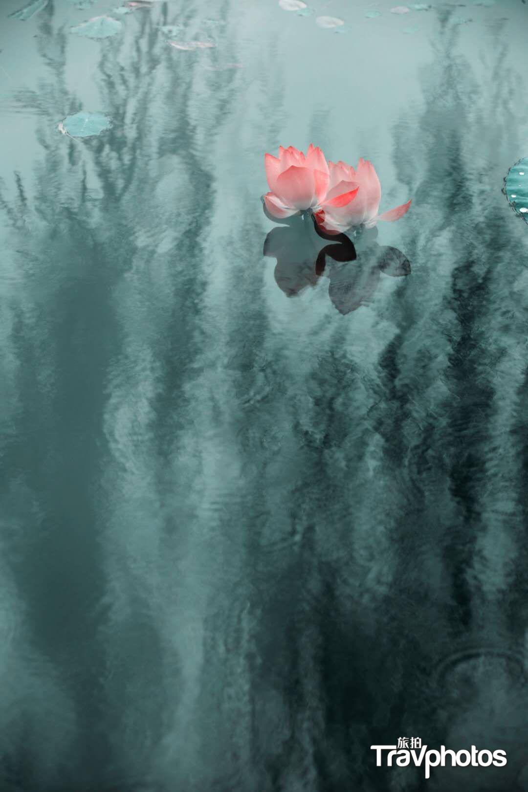 hk_c_【荷花韻】2 作者：悟道.png