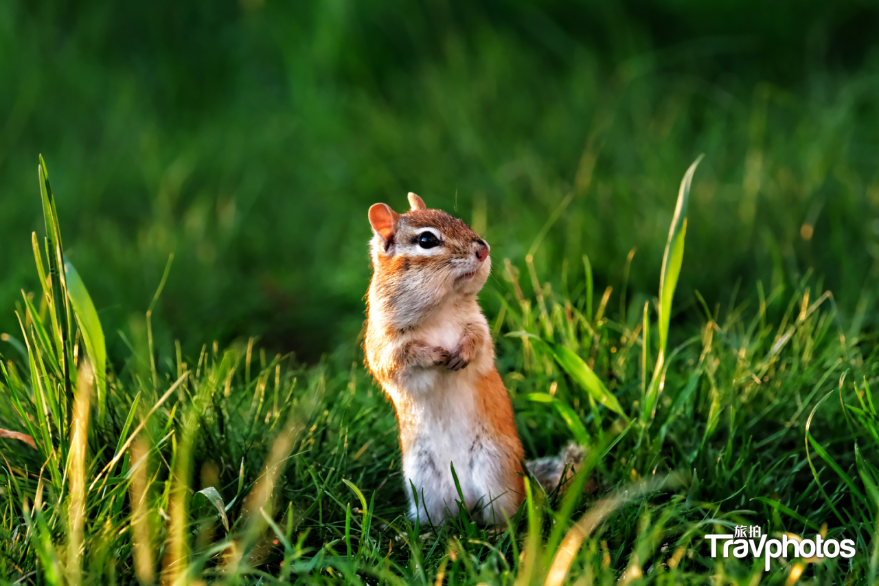 hk_c_【松花鼠】 作者：安雅雲.png