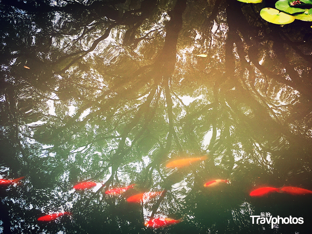 hk_c_【小暑節氣】4 作者：陳浩 xiao.png