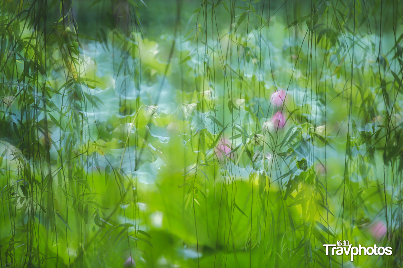 hk_c_【小暑節氣】3 作者：陳浩.png