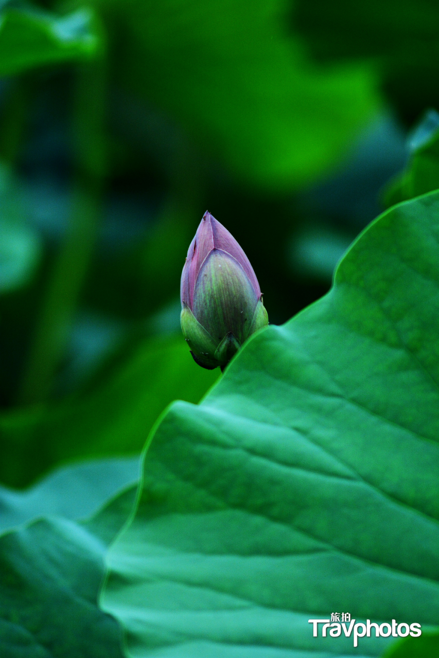 hk_c_【雨後荷韻】 作者：大連-光圈速度.png