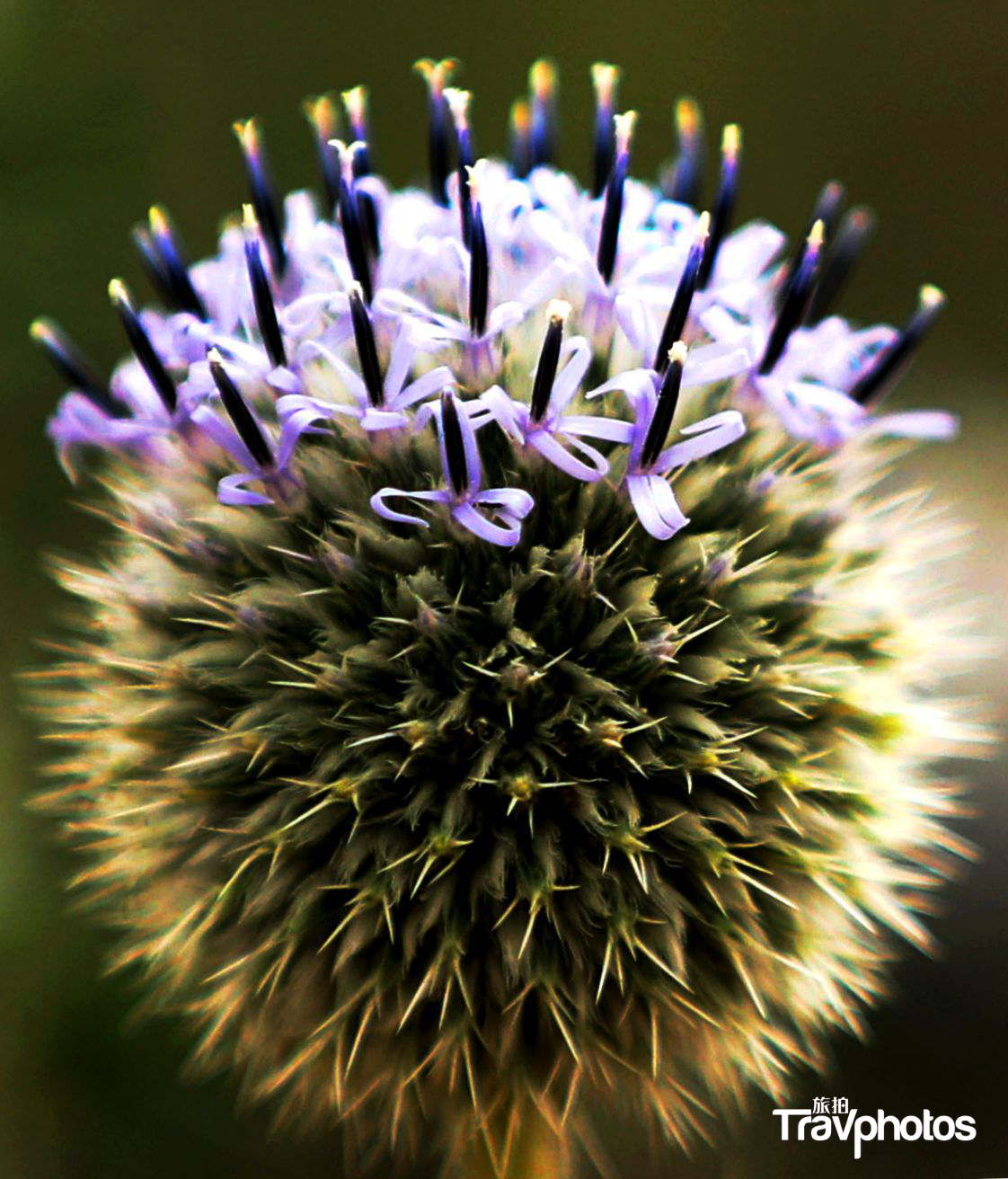 hk_c_【沙坡頭】 作者：悟道.png