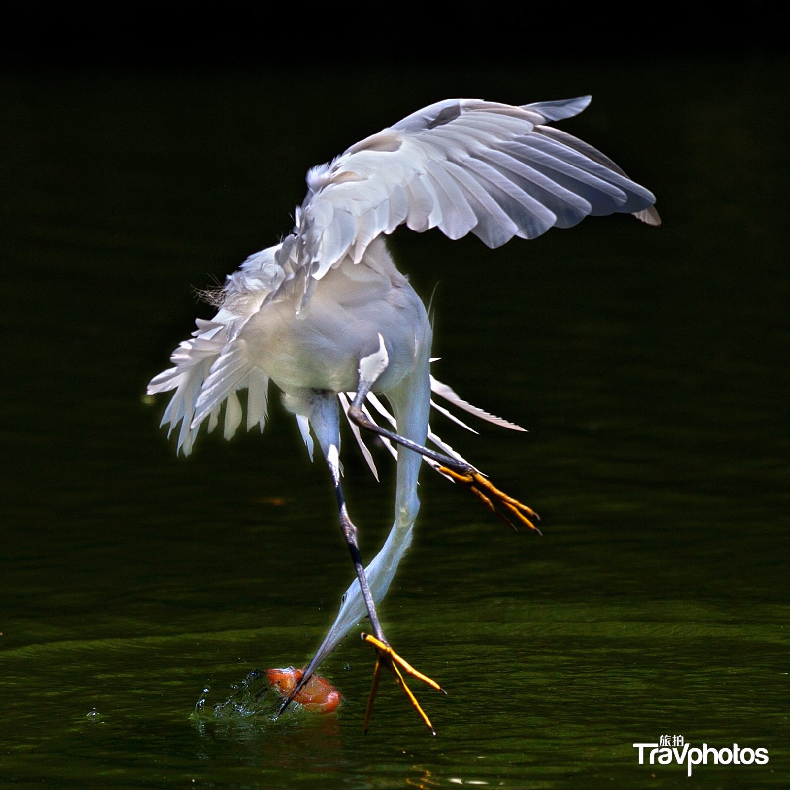 hk_c_【回馬槍】 作者：郭冀華.png