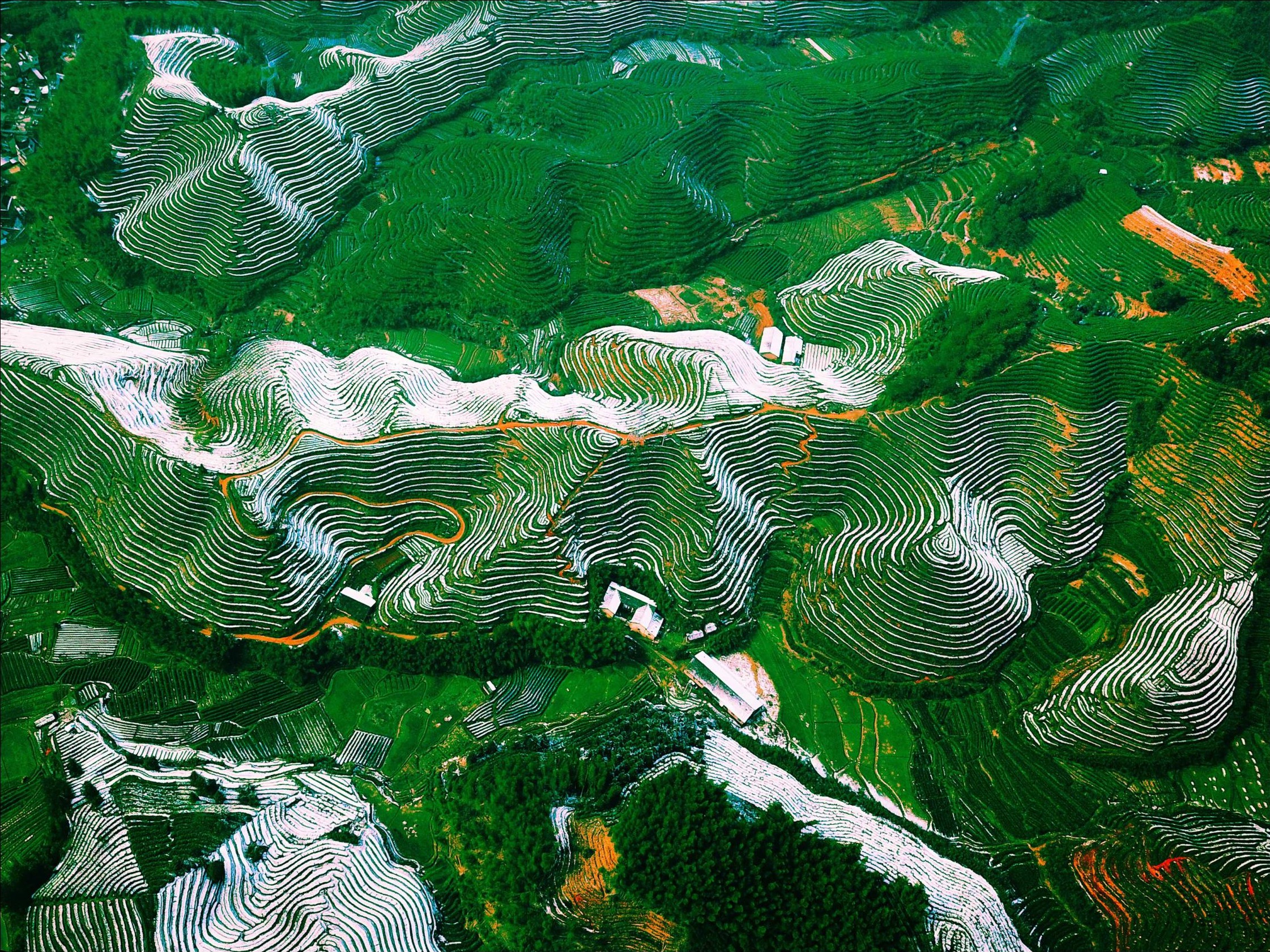 hk_c_微微一笑  茶鄉初雪，攝於浙江省遂昌縣妙高街道蔭樟源村。.jpg