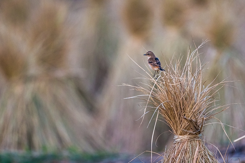 hk_c_For Print out (08-07-2020)-31.jpg