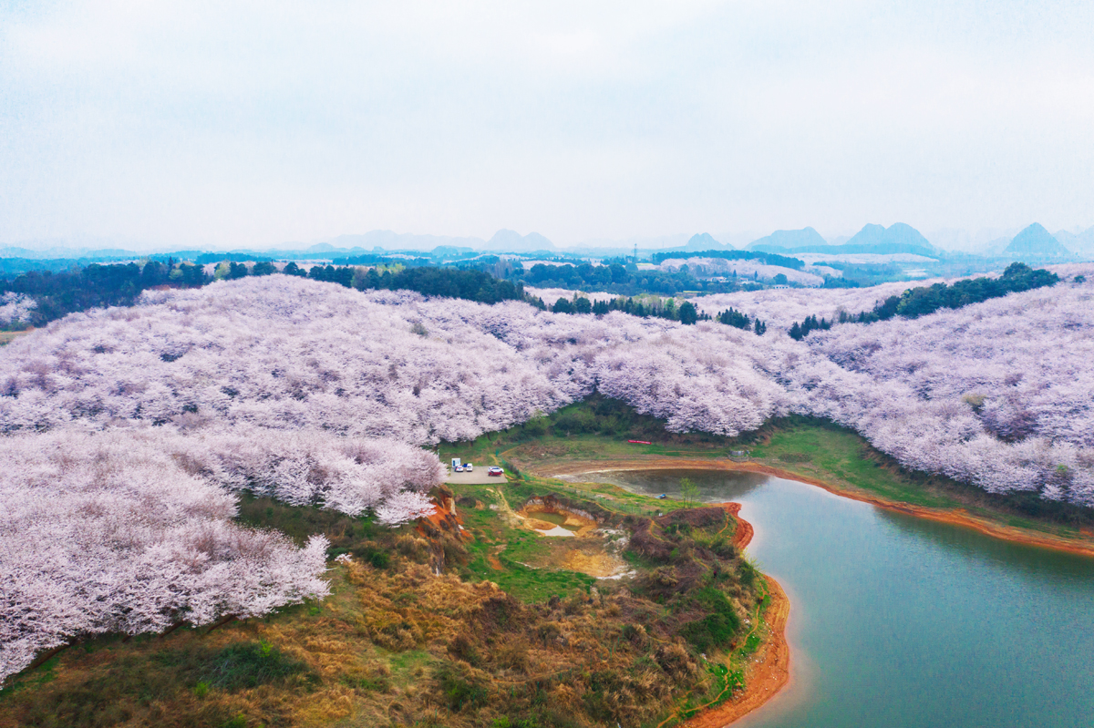 hk_c_貴州平壩的萬畝櫻花 楊軍.jpg