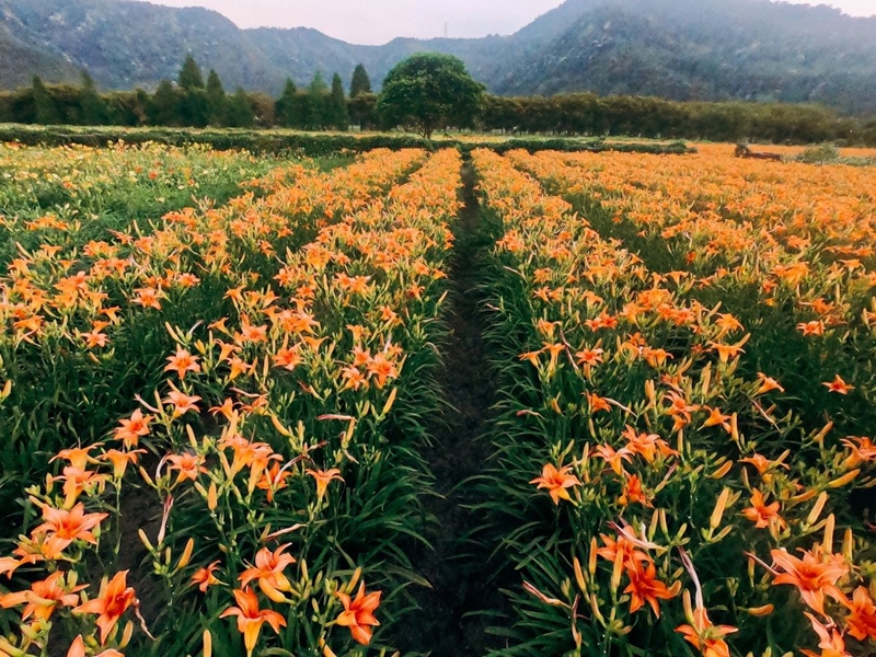 hk_c_1614593402706065595.jpg hk_c_頭社.jpg