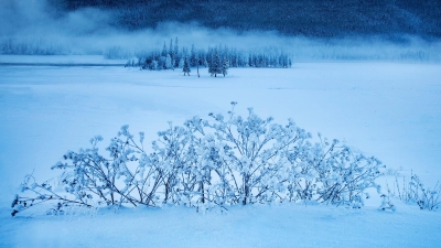 hk_c_11、雪中花 新疆喀納斯湖 豐圓.jpg