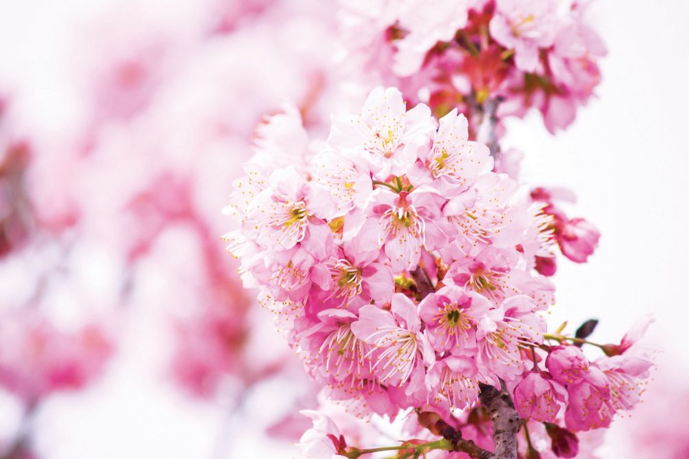 hk_c_2.玄武湖櫻洲盛放的櫻花。攝影：lris.jpg