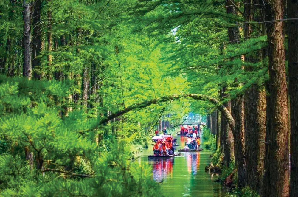 hk_c_5.乘坐竹筏穿梭於林間，吸活氧，聞鳥語。圖片來源：李中水上森林官微.jpg