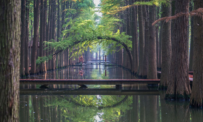 hk_c_攝圖網_500751785_江蘇興華李中水上森林公園（企業商用）.jpg