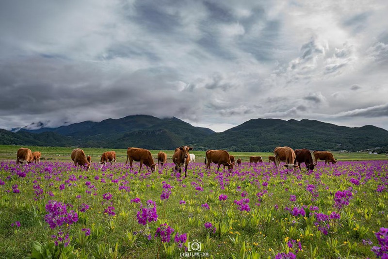 hk_c_春天的景色 小魚兒.jpg