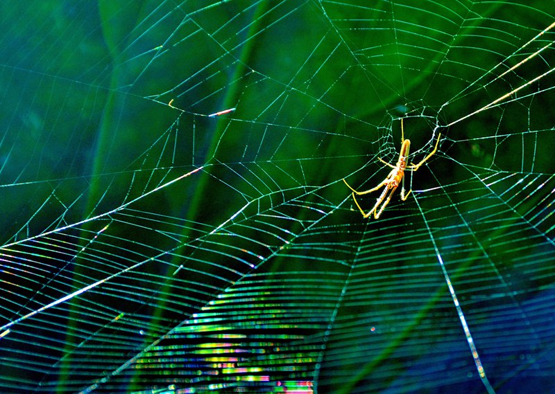 hk_c_堅守 廣東江門荷鄉 肖志剛.jpg