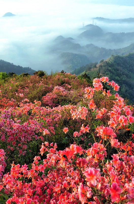 hk_c_嶺上開遍映山紅 浙江新昌 陳榮.jpg