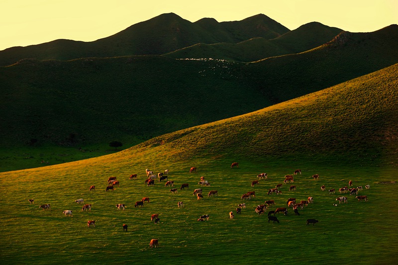 hk_c_牧場 內蒙古通遼市扎魯特旗 侯傑.jpg