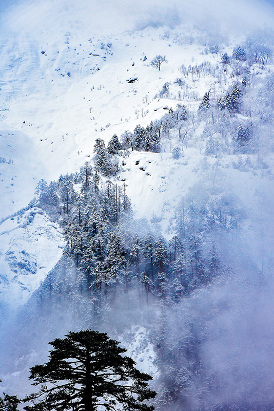 hk_c_雪松傲立-西藏墨脫公路-周雪春.jpg