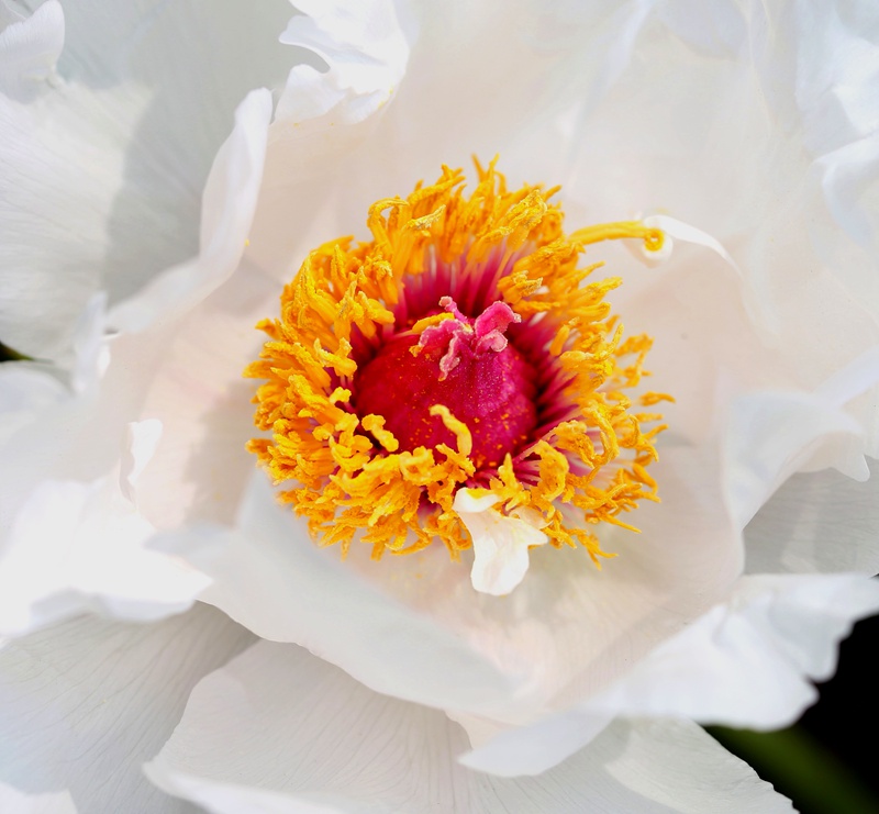 hk_c_花蕊艷麗 張繼明.jpg