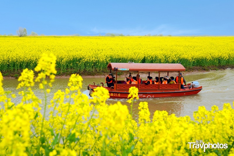 hk_c_春天的油菜花開在高郵湖上，遊人乘船穿過花海，彷彿人在畫中遊。 龍兒（汪靜平）.jpg