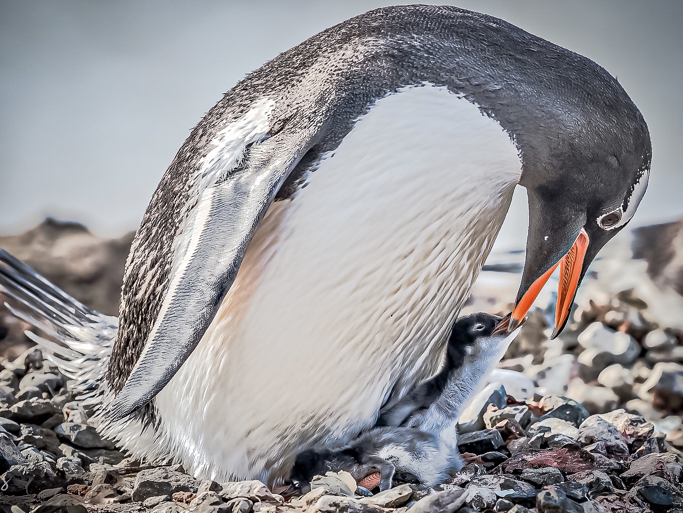 hk_c_溪邊-母與子-南極的企鵝媽媽悉心照顧新生寶寶.jpeg