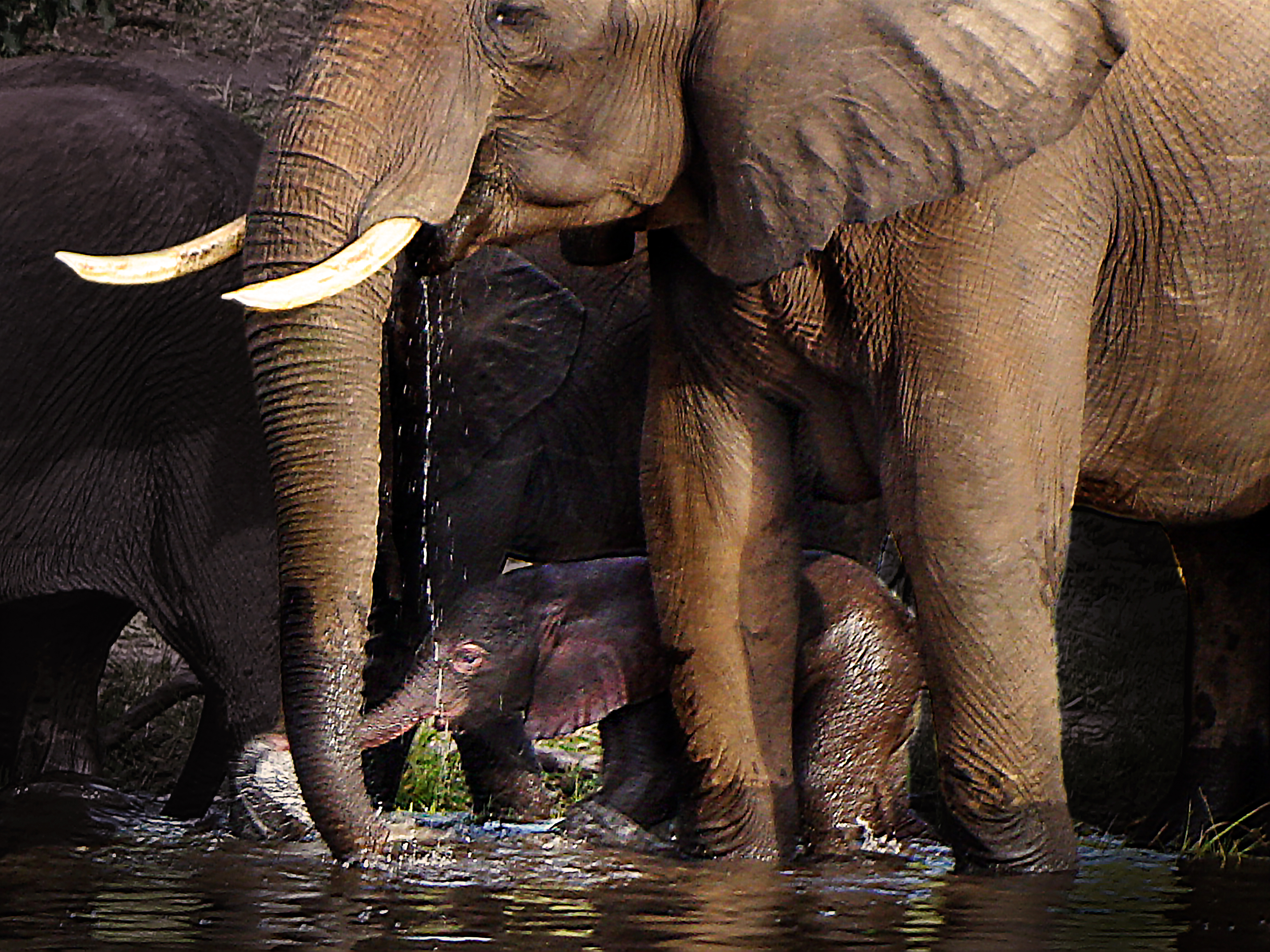 hk_c_錢萍-呵護-一隻剛出生十天的象寶寶被父母親帶着來到喬貝河裡洗澡，象爸爸用粗壯的前肢和象鼻緊緊呵護着小BB。本人拍攝於非洲博茨瓦納喬貝國家公園內.jpeg