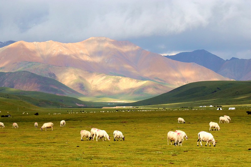 hk_c_祁連山 譚華.jpg