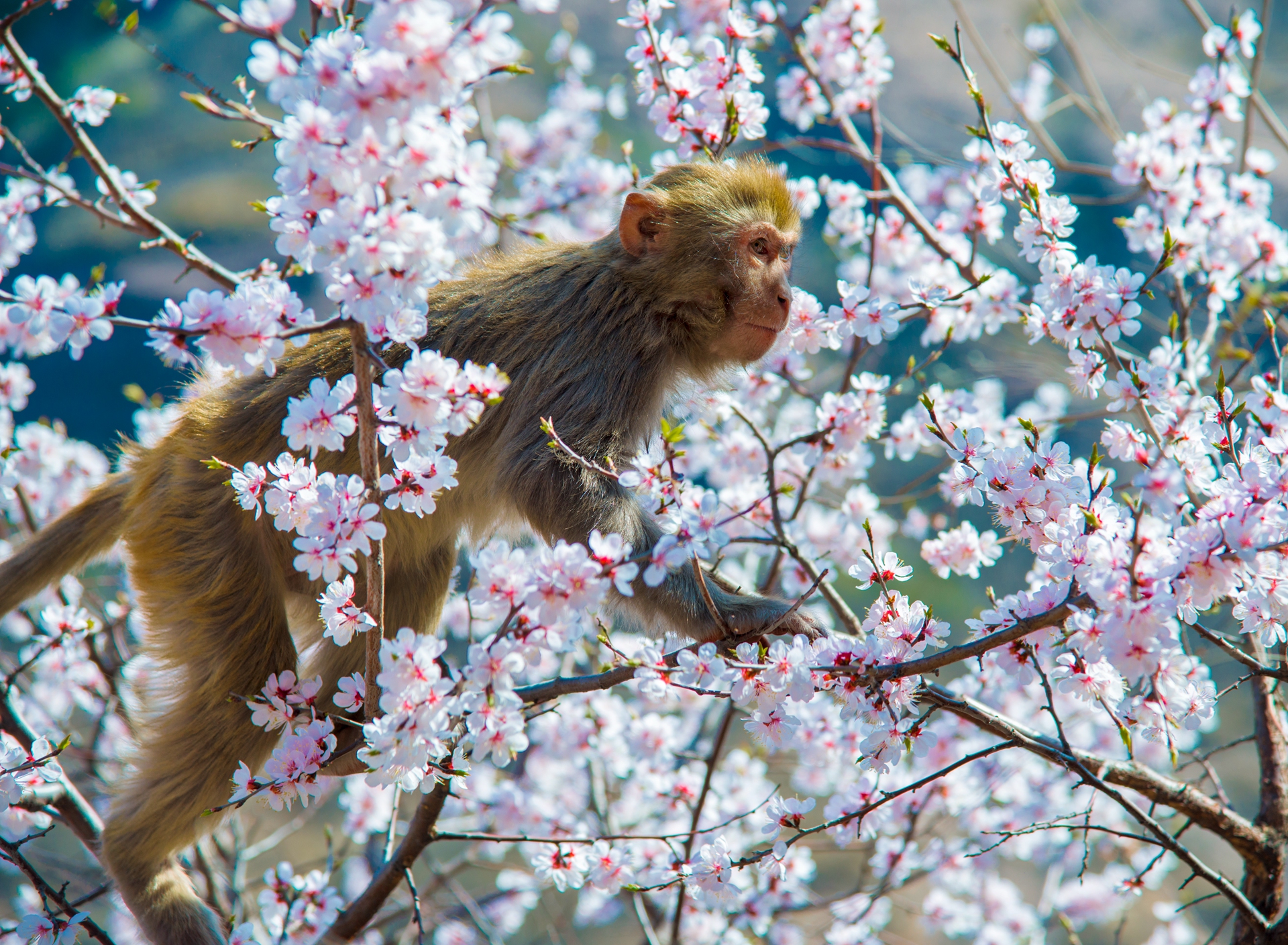 hk_c_獮猴采春-承德 雙塔山區春天的野生猴- 吉久利.jpg
