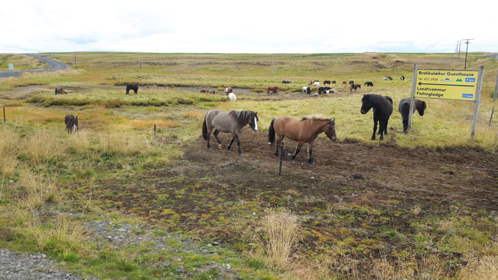 hk_c_在冰島隨處可見散養的馬兒。.jpg