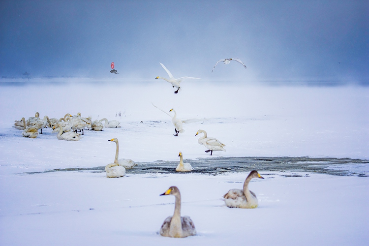 hk_c_每年冬天威海榮成都有候鳥大天鵝來過東，也是攝影人最開心的時候，特別是下雪的時候。 孫韶寧.jpg
