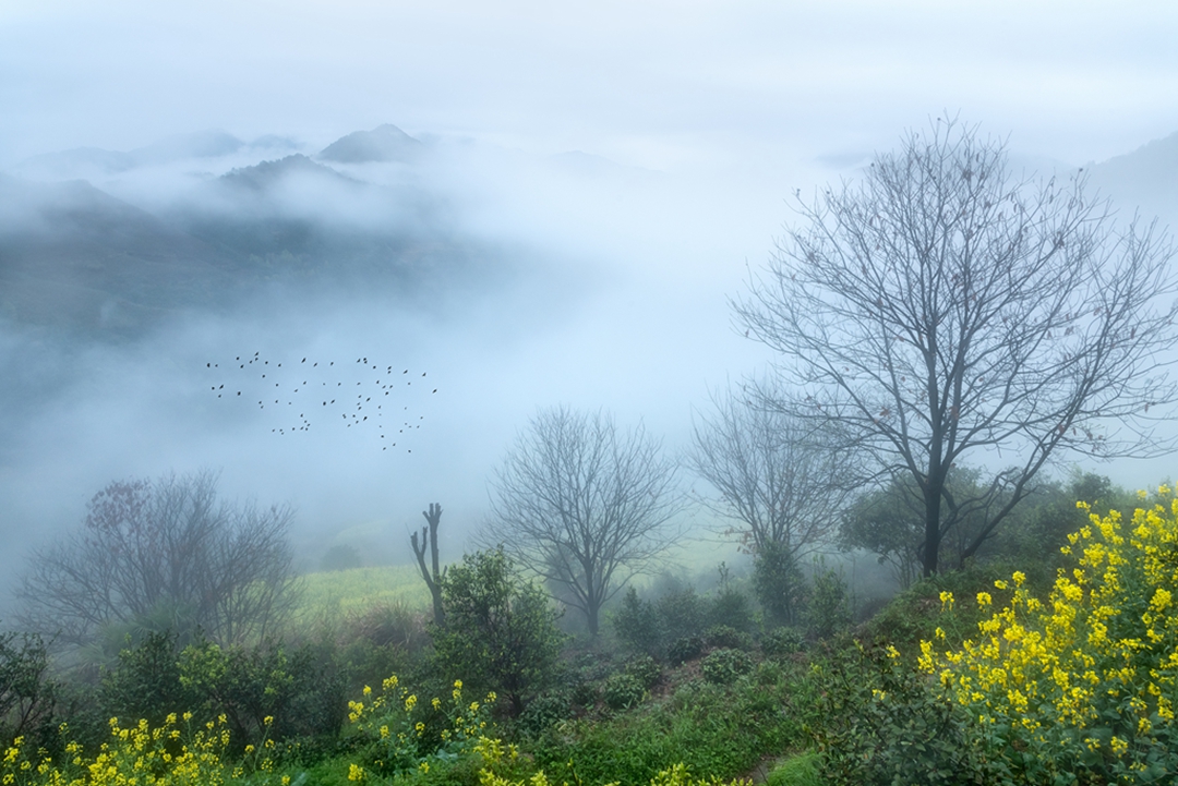 hk_c_春歸來  江西婺源的山區，在初春雨霧中，油菜花開了，山中雲霧繚繞，一群鳥雀被遊人驚飛起來，一派好春光。張建中.jpg