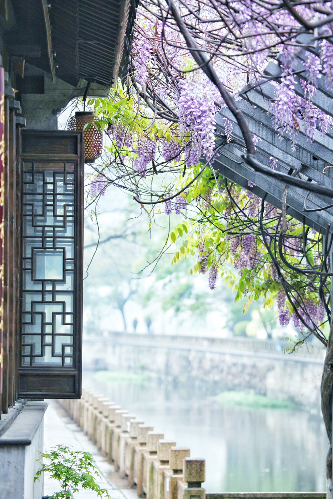 hk_c_常州歷史名巷青果巷拍攝的一個場景。煙雨朦朧，紫藤花開。 陳書新.jpg