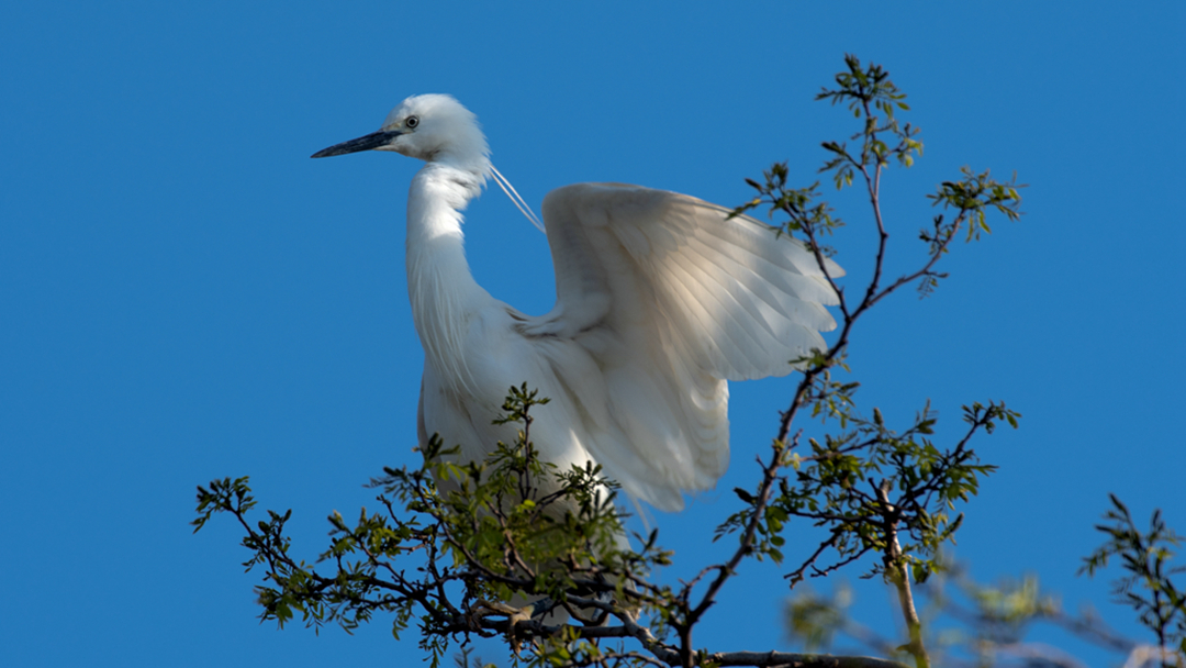國際愛鳥日 穿越山林 翺翔河湖 攝影師鏡頭中的可愛精靈