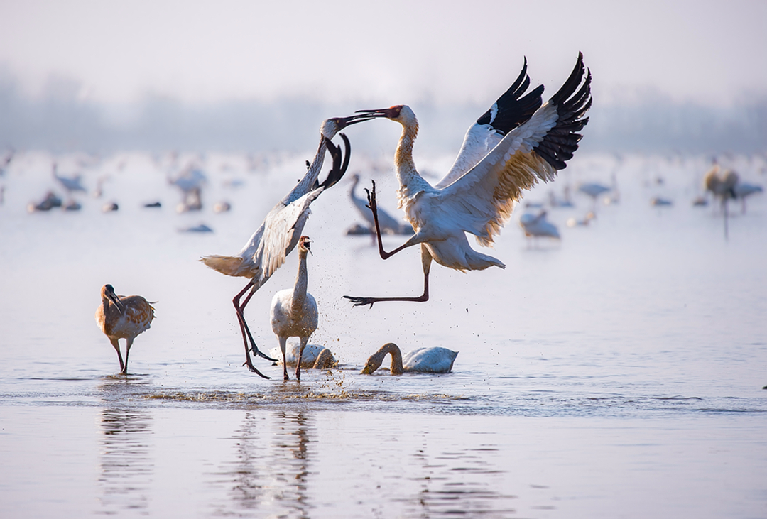 hk_c_鸛舞 每年10月後，白鸛會大批飛來鄱陽湖過冬，由於在當地的百姓和鳥類保護的愛鳥人士的悉心保護之下，這裏除了白鸛外，還有大批的野天鵝和其他越冬的鳥類，也聚集於此。 徐偉明.jpg