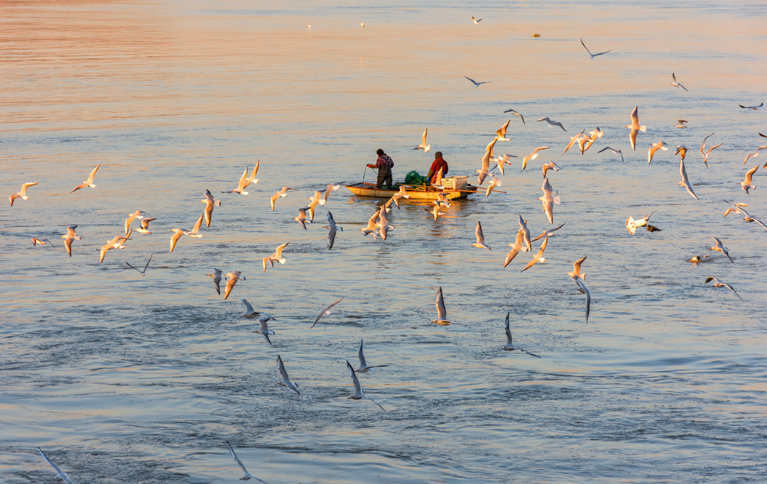 hk_c_伴舞 隨着洪澤湖綜合治理步伐加快，生態系統得到了有效管控，各種候鳥紛至沓來，它們來洪澤湖繁衍生息，種群數量逐年增多。 周太松.jpg