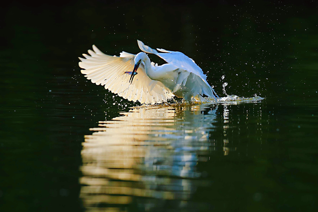 hk_c_精彩瞬間 在撫河禁捕一年後，在濕地公園，每年有成千上萬隻白鷺在撫河流域棲息，隨處可見白鷺捕魚的精彩瞬間，展現了人鳥共家園的和諧生態環境。龍東文.jpg