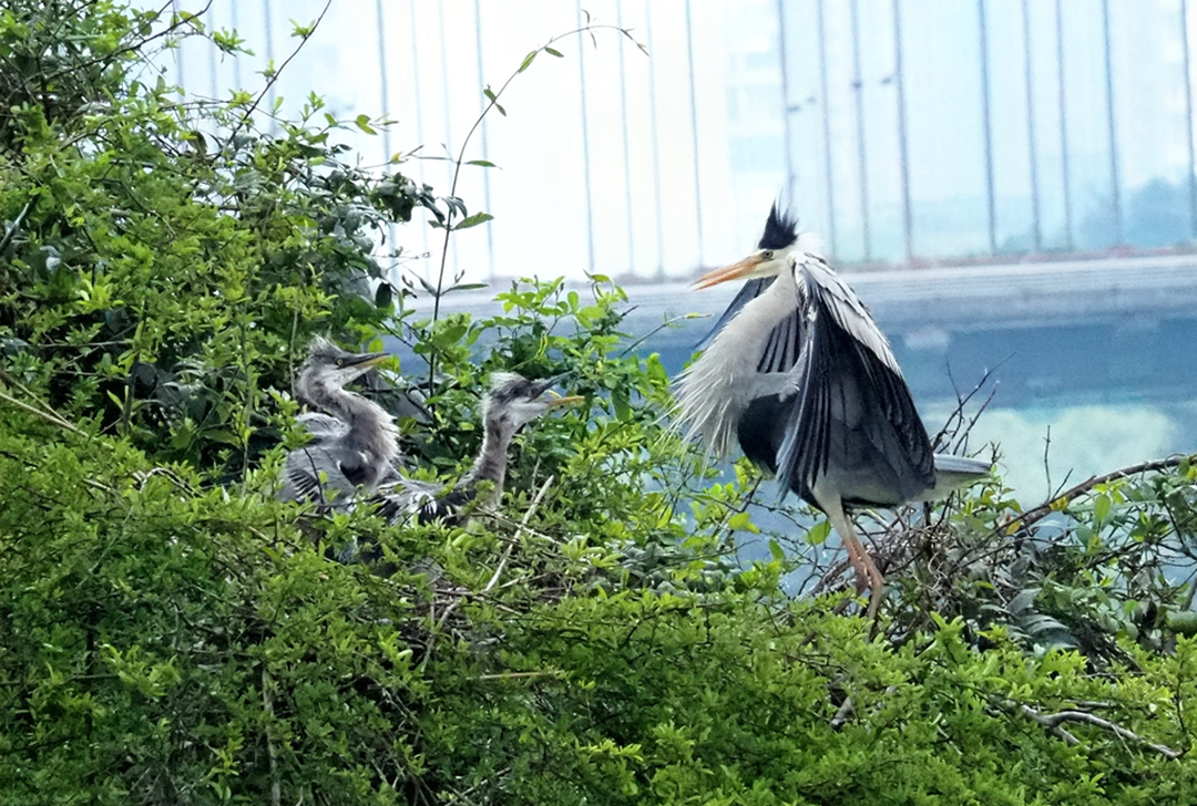 hk_c_貴陽市觀山湖的鳥島，是蒼鷺繁衍生息的好地方。 skm.jpg