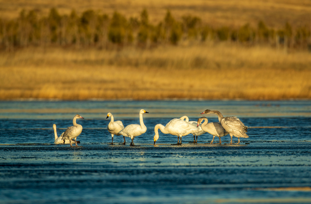 hk_c_遷徙路上 內蒙古錫林郭勒草原上的湖泊和河漫灘濕地是候鳥遷徙重要停歇地，每年都有數萬隻小天鵝、大天鵝及其它雁鴨類候鳥經停，構成了初冬時節北方的靚麗風景線。閆雲.jpg