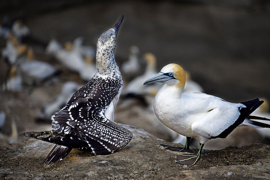 hk_c_南太平洋上的珍稀候鳥一一塘鵝 塘鵝是世界上為數不多的一種珍稀候鳥，大約三千多隻，小塘鵝16周大時會飛到澳大利亞生活三到五年，每年11月至次年3月，數千隻塘鵝又會飛到故鄉-出生地新西蘭，兩年後“結婚生子” 吳國華.jpg