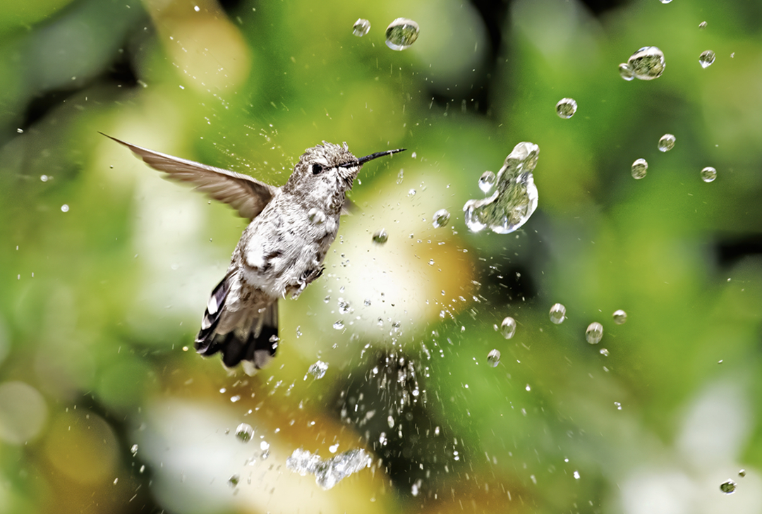 hk_c_蜂鳥戲水 炎炎夏日，蜂鳥在農場的噴水泉邊嬉戲玩水。 陳卓文.jpg