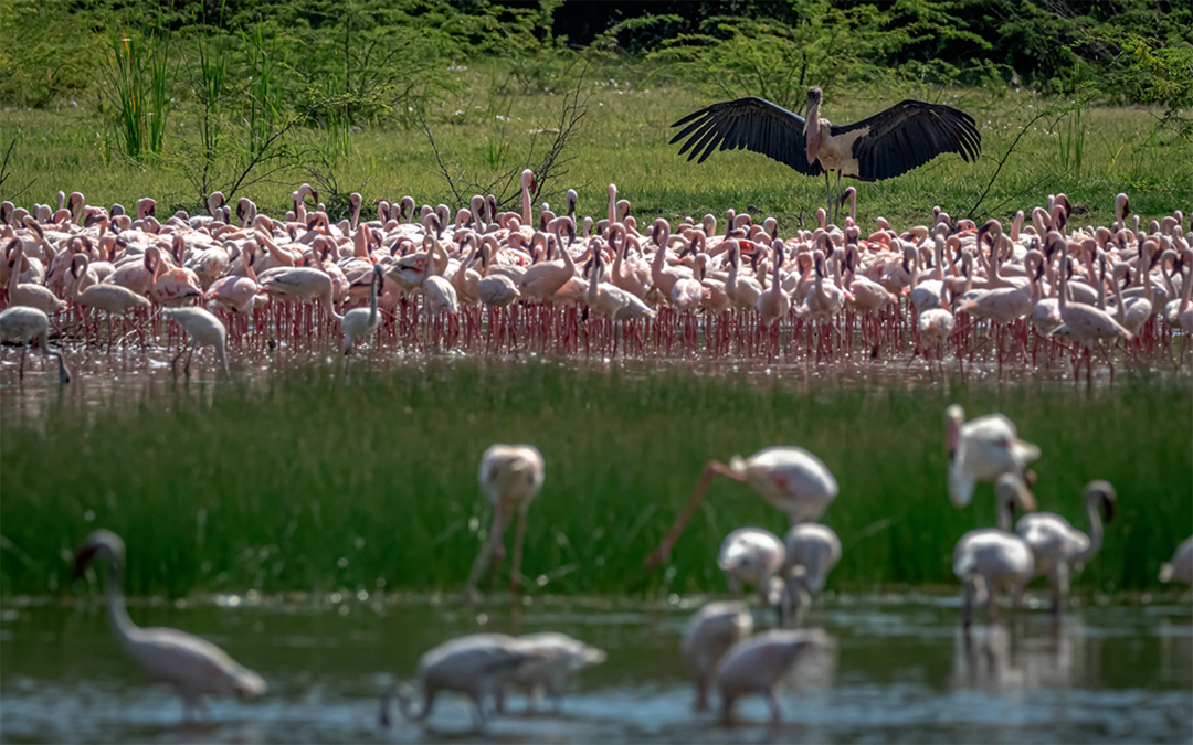 hk_c_非洲禿鸛  喜歡捕食火烈鳥，在肯尼亞博格利亞湖，有數十萬火烈鳥聚集，所以禿鸛也很多。 陸春南.jpg