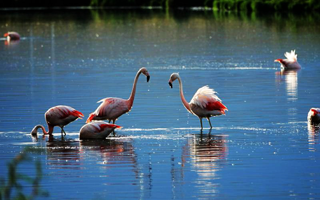 hk_c_阿根廷湖的火烈鳥 阿根廷湖位於阿根廷南部的Calafate，這裡是火烈鳥和其他很多鳥類的棲息地。XPLI.jpg