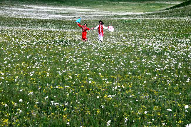 hk_c_烏蘭布統草原上，夏季的花海，一般半月左右就會盛開一種花，花海顏色也隨之變換顏色 吉久利.jpg